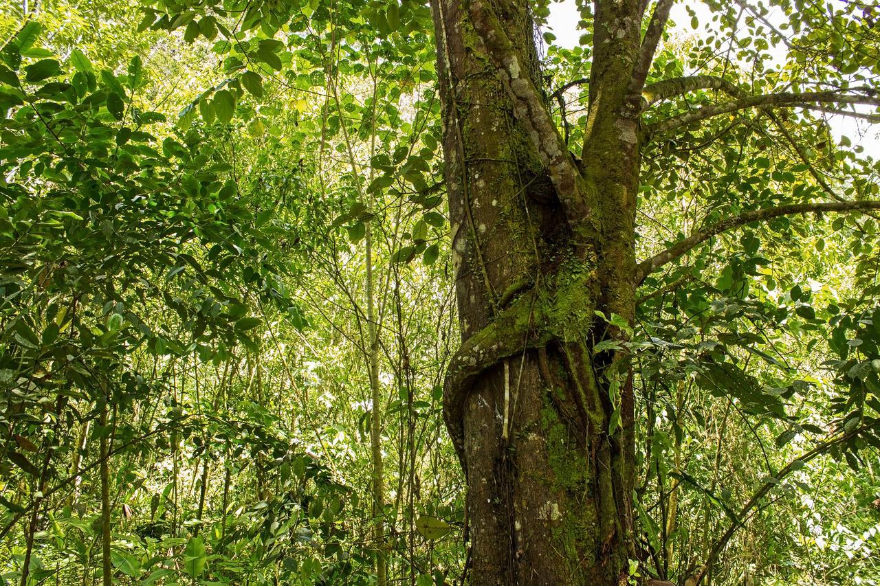 Kuyana Amazon Lodge Archidona Habitación foto